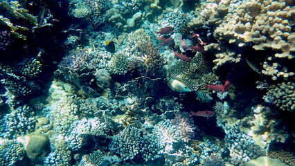 Wide shot of coral and reef inhabitants