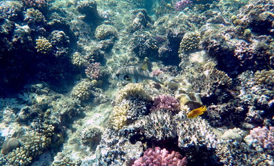 Wide shot of coral and reef inhabitants