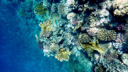 Wide shot of coral and reef inhabitants