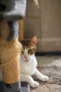 striped gray cat in shelter close up photo. High quality photo