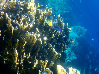 Fototapeta premium Wide shot of coral and reef inhabitants