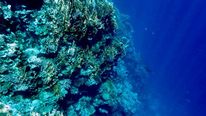 Wide shot of coral and reef inhabitants
