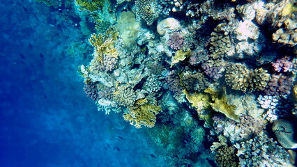 Wide shot of coral and reef inhabitants