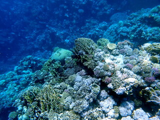 Wide shot of coral and reef inhabitants