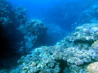 Wide shot of coral and reef inhabitants