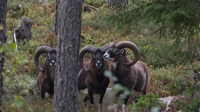 herd of mouflons in scandinavian forest, close 329