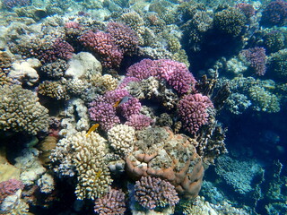 Wide shot of coral and reef inhabitants