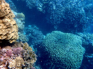 Wide shot of coral and reef inhabitants