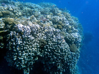 Wide shot of coral and reef inhabitants