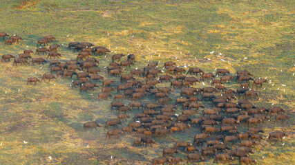 Aerial view of a massive herd of buffalo roaming the African savannah.
Perfect for wildlife, safari, and expansive landscape photography.