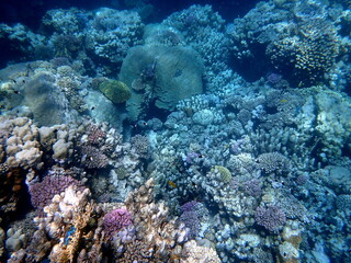 Wide shot of coral and reef inhabitants