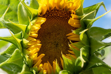 girasole