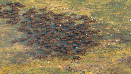 Aerial view of a massive herd of buffalo roaming the African savannah.
Perfect for wildlife, safari, and expansive landscape photography.