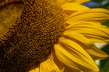 girasole