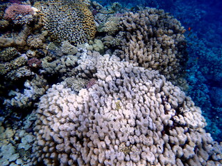 Wide shot of coral and reef inhabitants