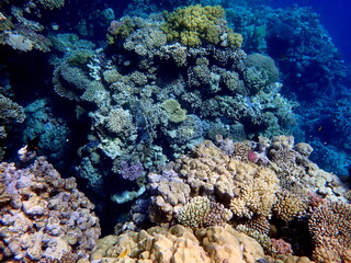 Wide shot of coral and reef inhabitants