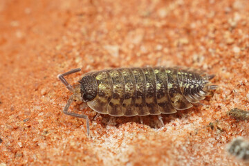 Closeup on a black-headed A woodlouse, Porcellio spinicornis on a red brick