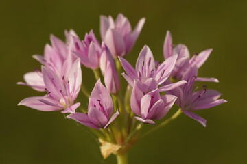 Closeup on a pink flowering Allium species against a dark green background