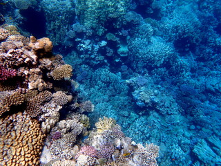 Wide shot of coral and reef inhabitants