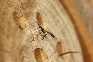 Closeup on a parasitic Gasteruption wasp species, inspecting the nest of Mason bees in the garden
