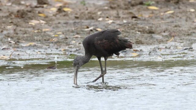 A rare Glossy Ibis, Plegadis falcinellus, feeding in the mud at the edge of a lake. It stops and scratches and then continues to feed.