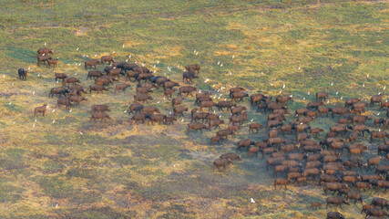 Aerial view of a massive herd of buffalo roaming the African savannah.
Perfect for wildlife, safari, and expansive landscape photography.
