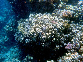 Wide shot of coral and reef inhabitants