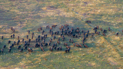 Aerial view of a massive herd of buffalo roaming the African savannah.
Perfect for wildlife, safari, and expansive landscape photography.