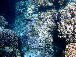Wide shot of coral and reef inhabitants