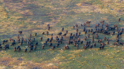 Aerial view of a massive herd of buffalo roaming the African savannah.
Perfect for wildlife, safari, and expansive landscape photography.