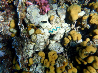 Wide shot of coral and reef inhabitants