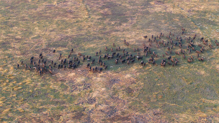 Aerial view of a massive herd of buffalo roaming the African savannah.
Perfect for wildlife, safari, and expansive landscape photography.