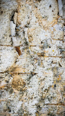 white birch bark with visible details. background