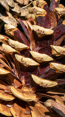 brown pine cones macro photo. background or textura