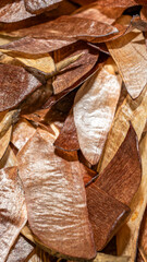 brown pine seeds macro photo. background or textura