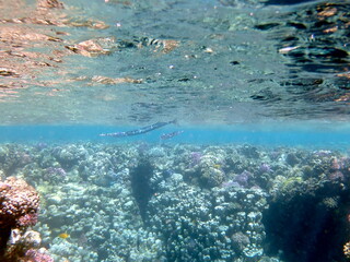 Wide shot of coral and reef inhabitants