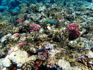 Wide shot of coral and reef inhabitants