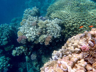 Wide shot of coral and reef inhabitants