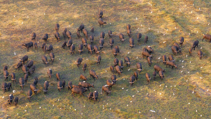 Aerial view of a massive herd of buffalo roaming the African savannah.
Perfect for wildlife, safari, and expansive landscape photography.
