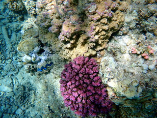 Wide shot of coral and reef inhabitants