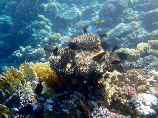 Wide shot of coral and reef inhabitants
