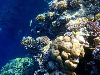 Wide shot of coral and reef inhabitants