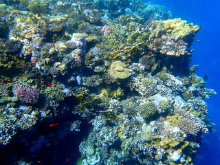Wide shot of coral and reef inhabitants