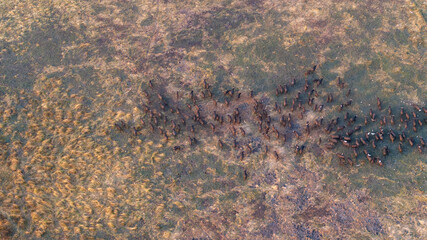 Aerial view of a massive herd of buffalo roaming the African savannah.
Perfect for wildlife, safari, and expansive landscape photography.