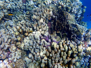 Wide shot of coral and reef inhabitants