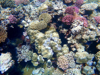 Wide shot of coral and reef inhabitants
