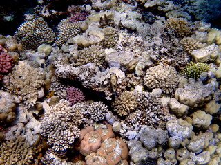Wide shot of coral and reef inhabitants