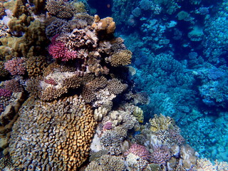 Wide shot of coral and reef inhabitants