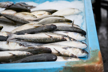 Fresh fish at the market on ice.