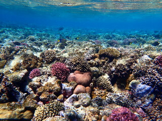 Wide shot of coral and reef inhabitants